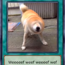 Snoop Shiba