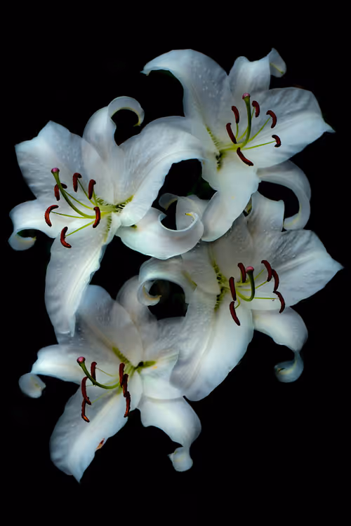 Item #78290859564487950582035157187154512379100989933844946097788898214139876343809 Media