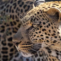 Leopard Gaze 2