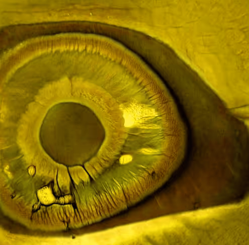 Item #73500473601639277492783536232978387069951164458626547516930003824549614845953 Media