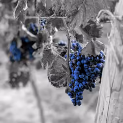 i heard it through the wine