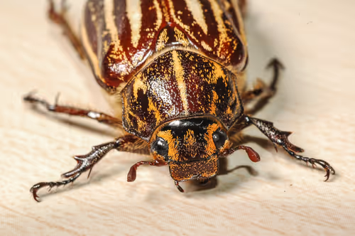 Item #15286439154353413258560728673590493507949724092509999987352070240552097939457 Media