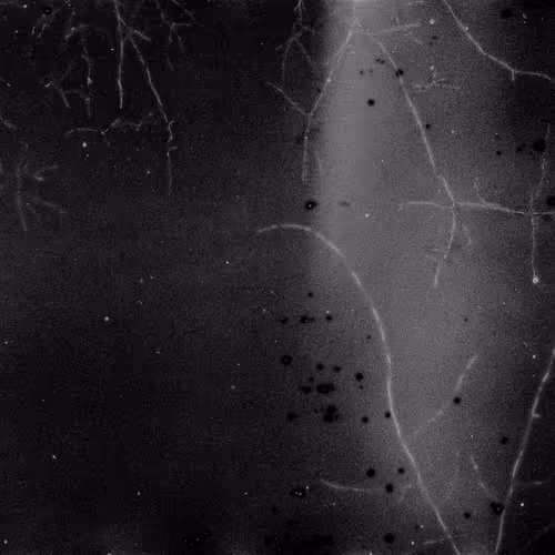 Lifeincelluloid