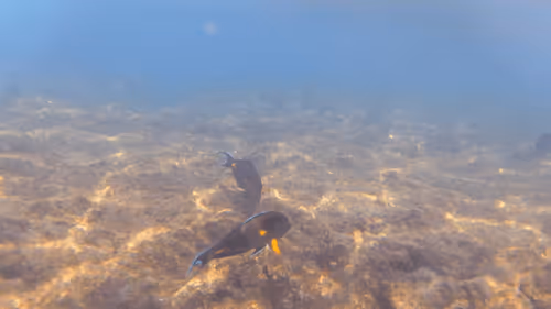 Item #32522392328516293709208538786472574869311995244495637720412795708023473438725 Media