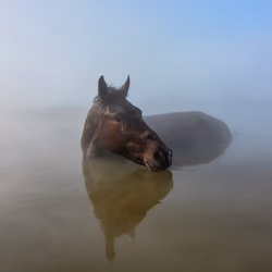 #11 Horses enjoying the spa