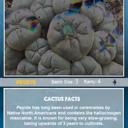 Crypto Cacti - Peyote (2/3)