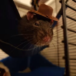 Cowboy Rat