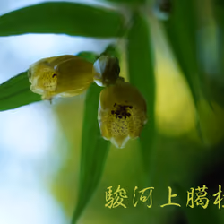 駿河上臈杜鵑　Surugajorohototogisu