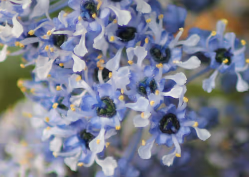 Item #51124555051901614330264480006545612592022390906904121289505624526124841172993 Media