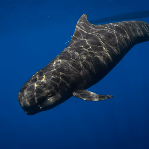 Pilot Whale 