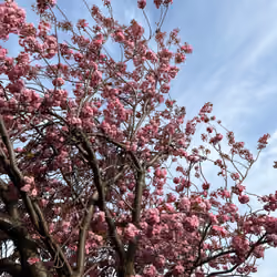 Summer bloom