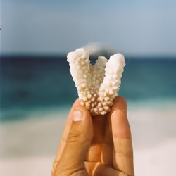 Coral #5