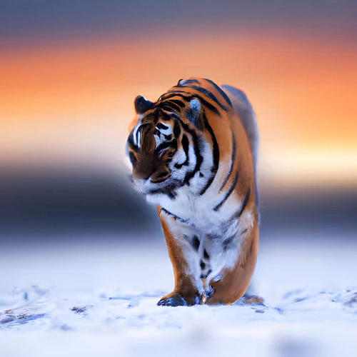 Item #108972112371780343098926262433614551071882528042973422092715721649320557019138 Media