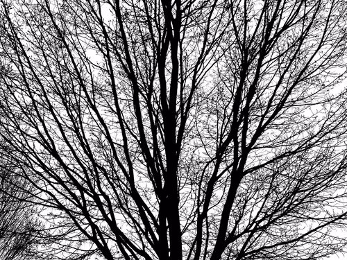 Item #13665938074563914331498291329920780757136253607588816979915017110086832095233 Media