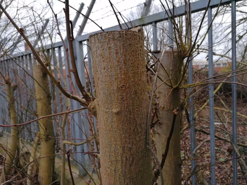 Item #105615228091736436910695968411395425794565690672177444720291627550500473274369 Media