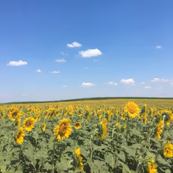 Amazing Sunflower 8