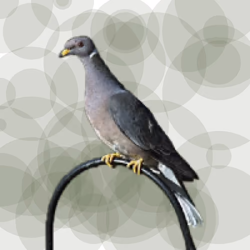 Seamorphus Pigeon #20