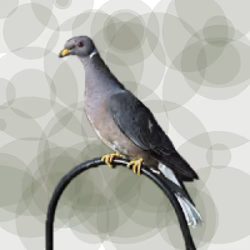 Item #44224140947385297080294490486331546758837636797201957936873602890048005472257 Media