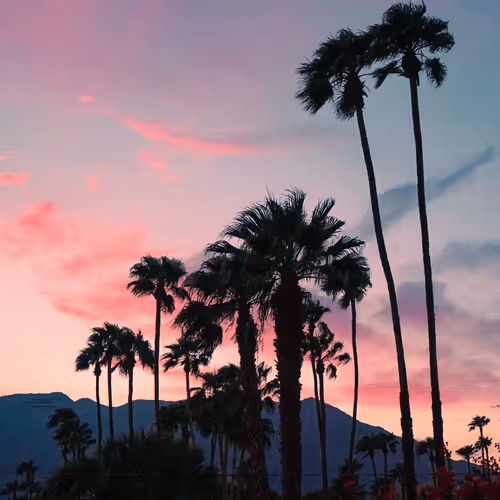 California Palms