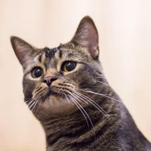 Catsorbitov