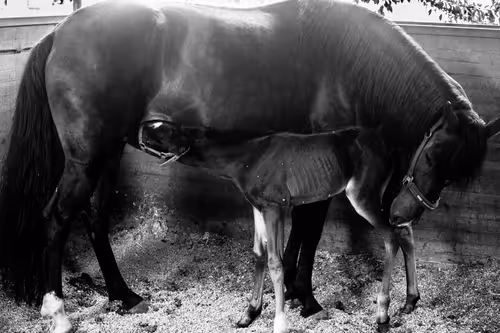 Item #96722404509651341404320943971918278257484839250108932769859130394052042686465 Media