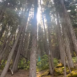 "Sun Rays"