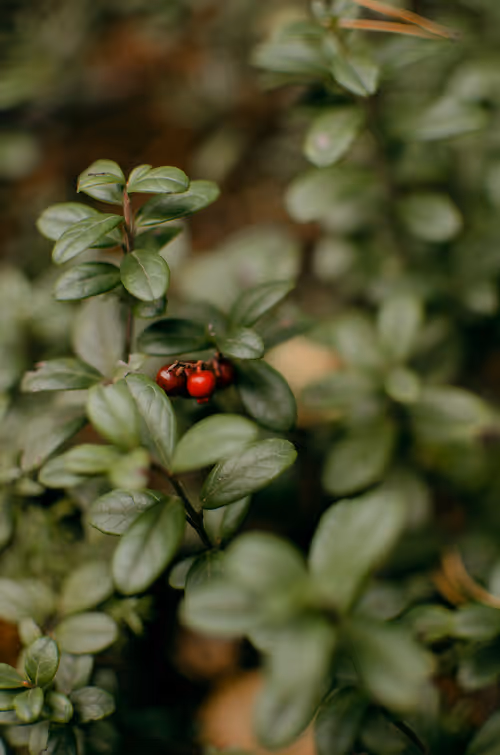 Item #89749655781633695214918973850275472722969414754438239918620403768842709368833 Media