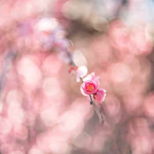 Old lens and Flowers #007