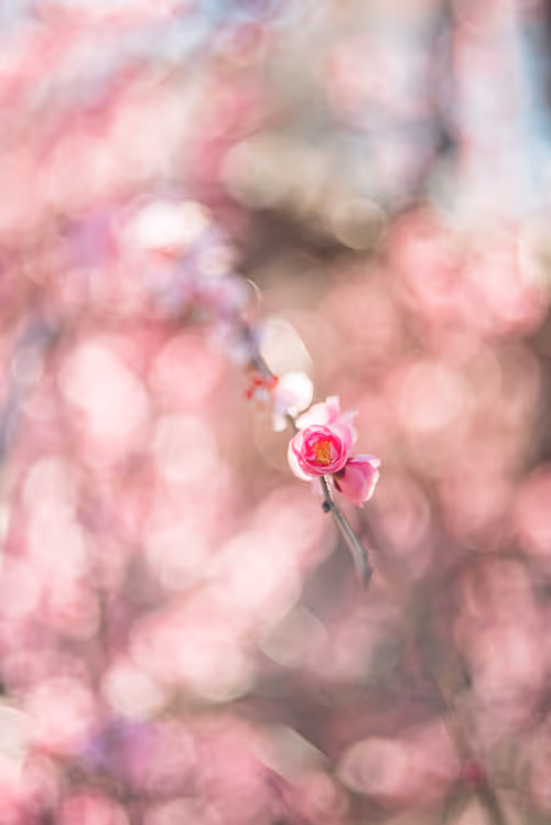 Item #108911492996146874115956011896780761878527851196280444702557873494077665706034 Media