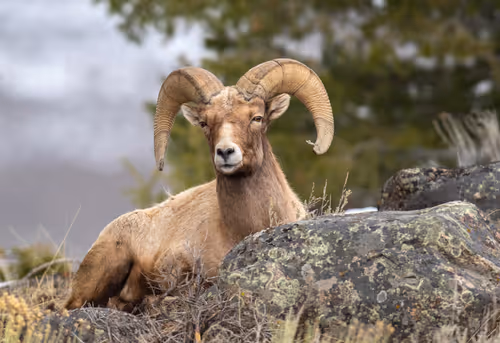 Item #19207338348144225692080396183640865546201068415206893468727031834373187960833 Media