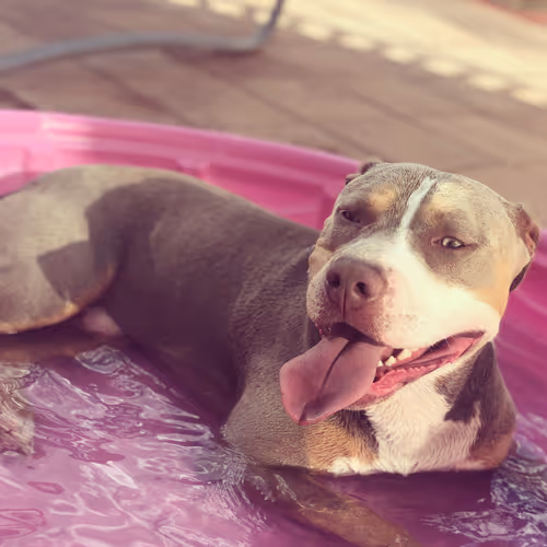 Dog Summer Vibes