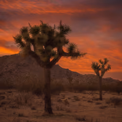 8:29 pm Joshua Tree 
