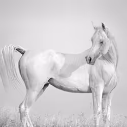 12333759371985289416686528618250941787801478820548931806244366485536693551105