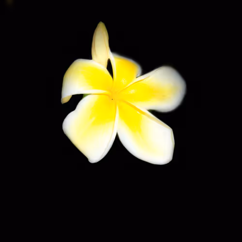Plumeria 2