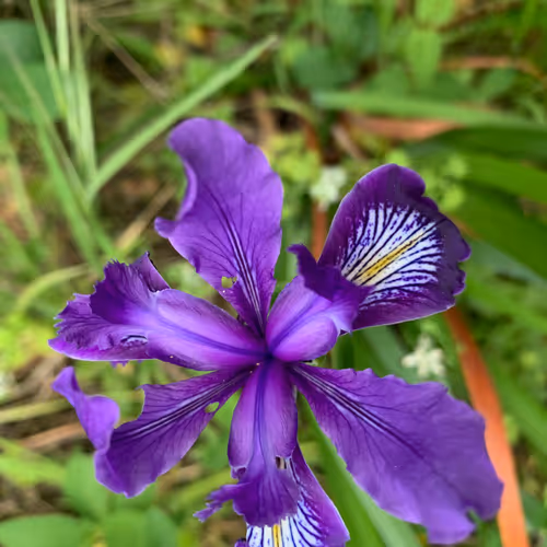 Item #81393590591900820048764161252744971355919767669927954307435201802488422334465 Media