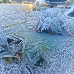 Absolute Zero Frost