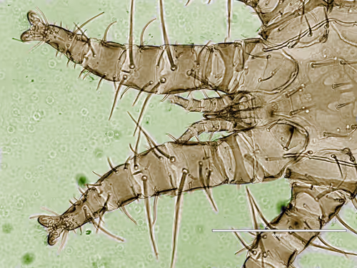 Item #108955583872739655741702358868652756405273862791069305959596897651129344589825 Media