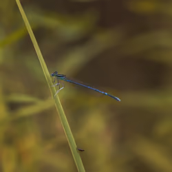 Damselfly and Hornfly #1