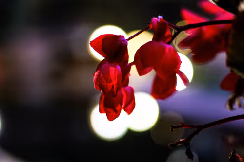 Item #30985419060957023672606833204645685316652492575224970316942919807320471896065 Media