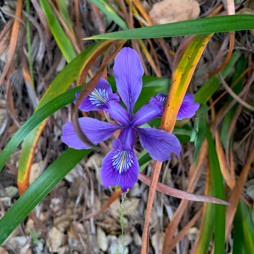 Item #81393590591900820048764161252744971355919767669927954307435201779398678151169 Media