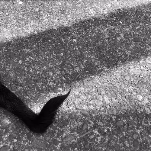 Item #56431751608181922231259635946092067407977788553703326303680802274466850668545 Media