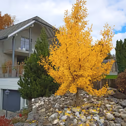 the golden tree