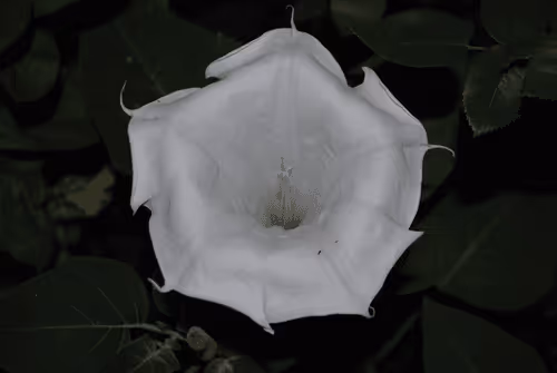 Item #40090172695085413256965535555586358742660933280315103792741764930645277016065 Media