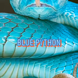  Blue Python