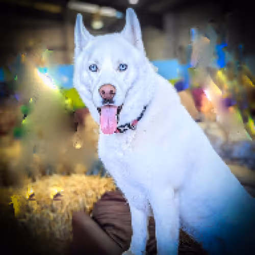 Item #17635803375648012338610213380030160191715370757553255260744606408509740810241 Media