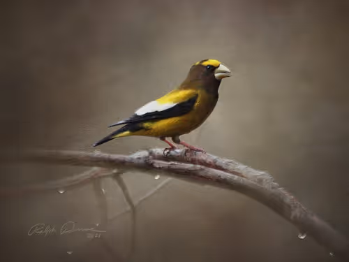 Item #87010381111465546446533837784739915015969227836849701116768191719414511435777 Media