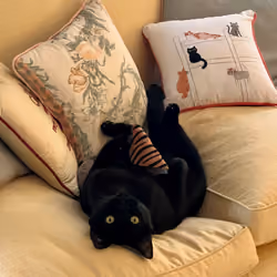  Cat skills
