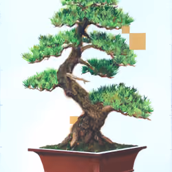 Hand Painted Bonsai #0007