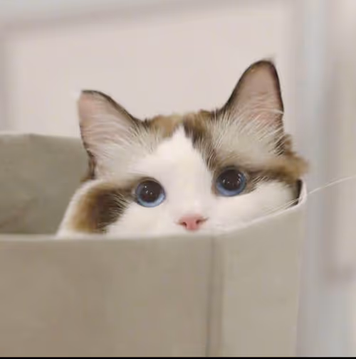 Item #506614017608188570824604822011872825915664813029036437365082841840898539521 Media