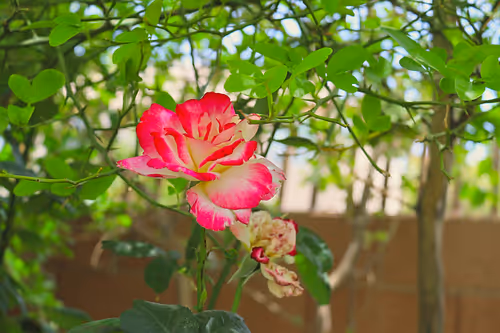 Item #84029125642455646751627882964449646871643598257410714142822988185930209165313 Media